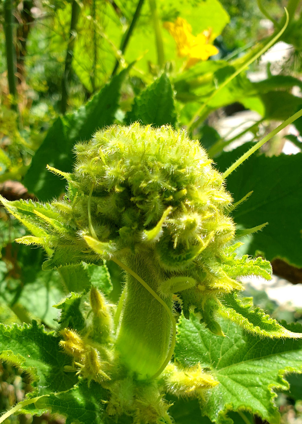 Thumbnail: Lemon Cucumber Seed