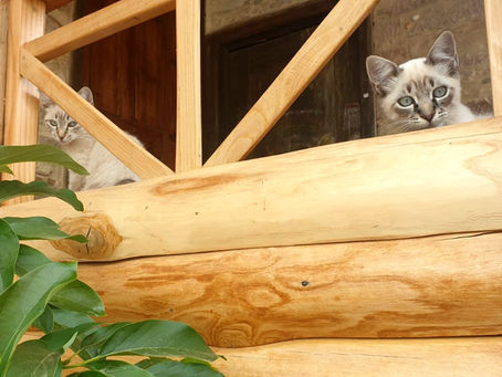 Workshops for Regenerative Design: Skills for Sustainability