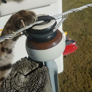 Bird on electrical tower