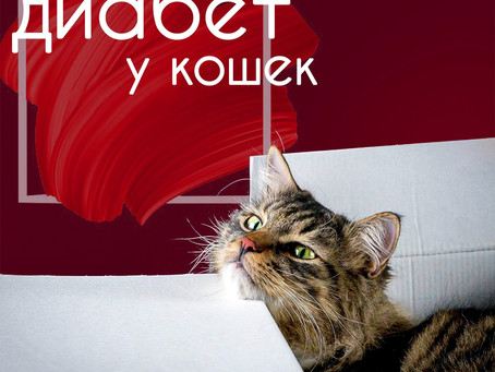 Питание кошек с сахарным диабетом.