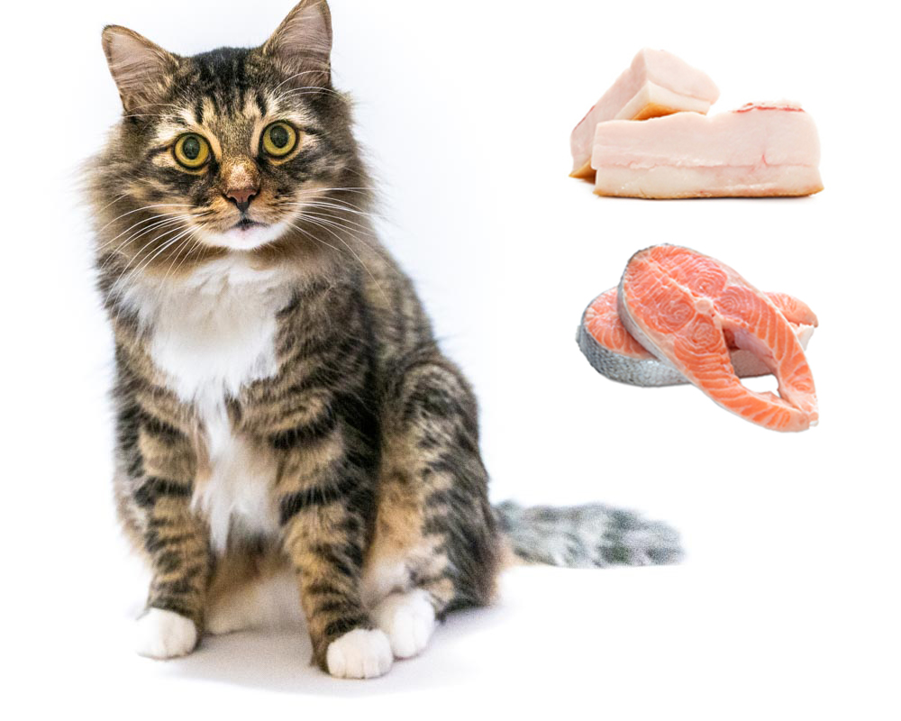 Сырой жир в корме для кошек Сырой жир в корме для кошек thumbnail