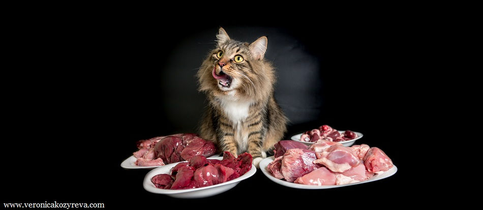 Питание кошек | Натуральное питание кошек
