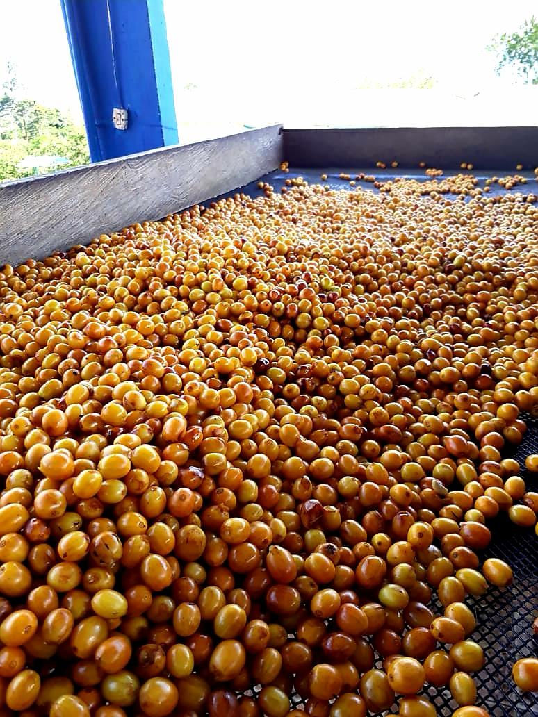 Decaf cColombian Coffee SBA