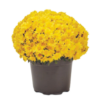 yellow mum
