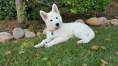 BBS PUPPY.jpeg