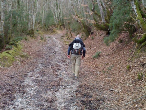 The Enchanted Forrest