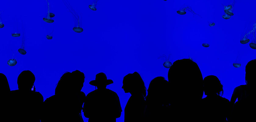 Silhouetted crowd watches jellyfish in a tank; deep blue background creates a serene, mysterious atmosphere.