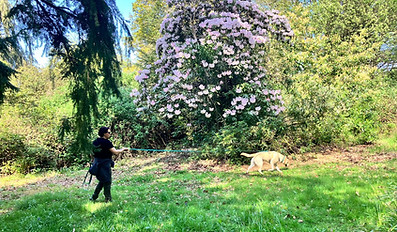Mantrailing Instructor working her own dog, blind trail where the dog is in lead following th scent trail of missing person