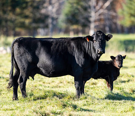 angus-cow-calf-scaled-e1749485119803-1536x1323.jpeg