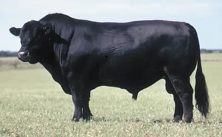 bull-Black-Angus.webp