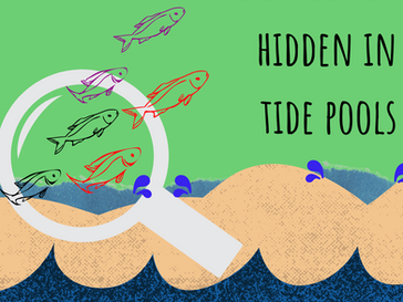 The little fish hidden in tide pools 