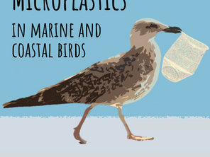 FROM THE SEA TO THE AIR: microplastics in marine and coastal birds