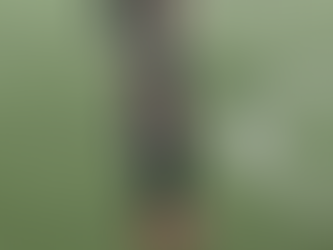 FOTE MERCATO 2025-2026