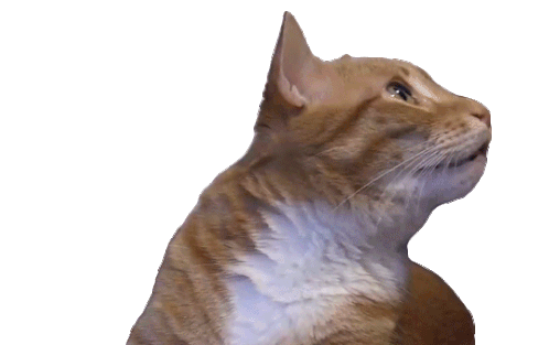 GATO PERDIDO.gif