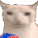 very-cat-catmunch.gif