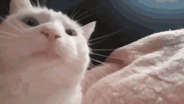 gato-moviendo-la-cabeza-al-ritmo-de-la-musica.gif