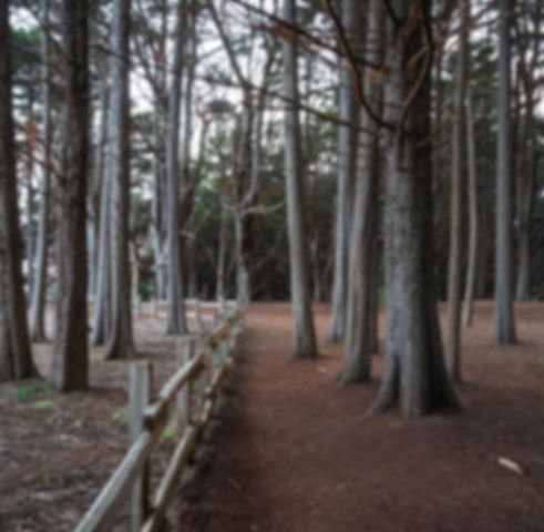 seal cove trees.jpeg