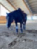 Anna Lejvell Show Horses kan förmedla din häst