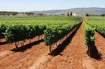 vinho3.jpg
