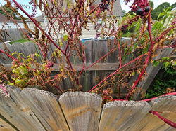 Yard Clean-up