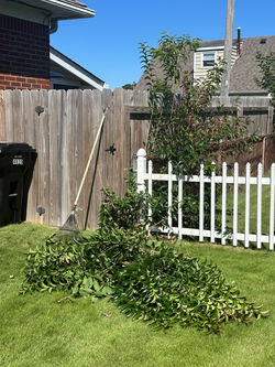 Yard Clean-up
