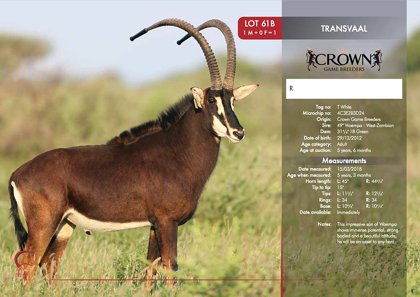 Transvaal.png