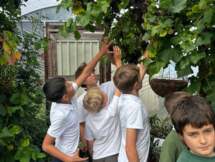 More pictures from our harvest