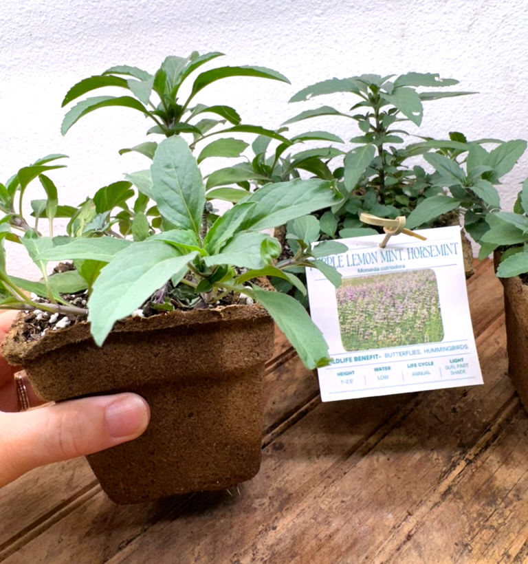 Thumbnail: Lemon Beebalm