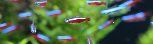 Rote und silberne Fische
