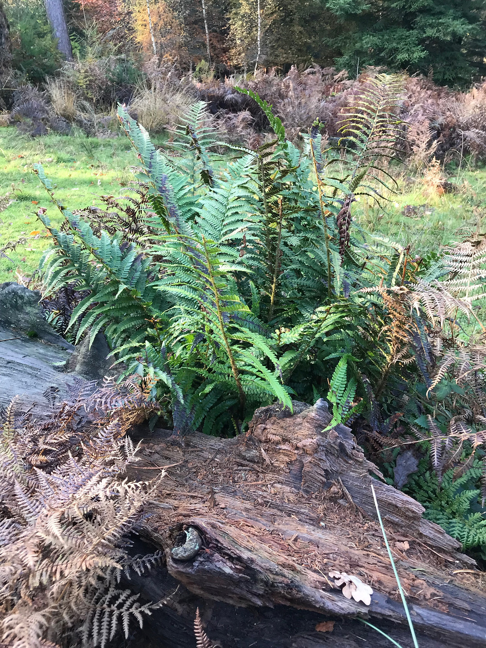 Ferns found on a relaxing walk in the New Forest, near Southampton