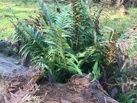 Feeling a bit grotty - try a forest bath?