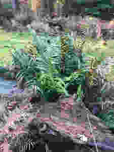 Ferns found on a relaxing walk in the New Forest, near Southampton