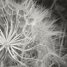 אם היו שואלים אותי, לפני כשנתיים, איך הייתי מגדירה את מיומנות ההקשבה שלי, סביר להניח, שכמו רבים כמוני הייתי משוכנעת שהיא טובה. אבל, עם השנים וההתפתחות האישית שלי הבנתי עד כמה הייתה זו נקודת עיוורון עבורי, ושאם יש כלי שהוא הכרחי מצד אחד וכל כך חסר מצד שני, אצלי ובחברה שלנו, הוא ההקשבה.
בעידן שבו קצב החיים סוער ומסחרר, אנחנו ממהרים לענות, לכעוס, לייעץ, להשלים משפטים ולקטוע ומתרחקים מהרגלים של שהייה, שתיקה והקשבה.
דברים חשובים שלמדתי על הקשבה
ההקשבה היא פעולה אקטיבית ולא פעולה פאסיבית
הקשבה אמיתית דורשת מאמץ, ולכן אפשר לפתח אותה רק מתוך מודעות וכוונה בדומה לשריר שצריך (וכדאי) לאמן. "להקשבה פעילה צריך להתכונן. ההקשבה דורשת הכנה משום שבמהלכה נרצה להיות נוכחים עם האחר מולנו ולהבין מה הוא מנסה לומר לנו. על מנת שזה יקרה עליינו להשקיט את הרעש שבתודעתנו ולהיכנס למצב נפשי של מוכנות. אחד הדברים שמפריעים להקשבה מלאה הוא רגשות מכל סוג שהוא נוכח הדברים שאומר האחר.
הקשבה מלאה והיא המטא-ורבלית ואינה מתמקדת רק במידע המילולי.
בהקשבה נחפש משמעות והבנה; תשומת לב ומודעות, שיכוונו אותנו לקבלת מידע מעבר למילים הנאמרות : קצב, אינטונציות, גובה הצליל, חיתוך הדיבור, הססנות, הפסקות, שתיקות, שפת גוף, תנוחה, ופרטים אחרים שאנו לא תמיד מודעים להם.
הקשבה אמיתית היא כזו שמאפשרת להיבט חבוי של עצמיותו של הדובר להתגלות
(בובר, 1980 מתוך: מבוא- הקשבה כנוכחות - להיות עם האחר ד"ר עודד בן מנחם )
חזרה ושיקוף מחדש על רעיונות שהושמעו על ידי האחר מולי מייצרים קרבה, אמפתיה ואמון
מתוך כך שהם מבטאים הקשבה עמוקה .
ישנן גישות שגורסות ששיקוף איננו רק חזרה על דברי האחר, אלא מדובר על חוויה אנרגטית הדומה להדהוד. ולכן בהקשבה ושיקוף נדרש לזהות את מה ששייך לנו ומה מגיע מהאחר מולנו.
דוגמא טובה לכך היא טכניקת ההתאמה (הראפור) מתחום ה NLP . זוהי פעולה הקיימת בתת-מודע. ובמהלכה משנה המקשיב תנוחת הגוף באופן עדין ולא בולט, כך שיתאים לתנוחה של הצד השני .תהליך מתמשך של התאמות נקרא הצטרפות (Pacing).ונמצא שהוא יוצר כימיה ואמון בין בני אדם.
אז מה זאת בעצם הקשבה מלאה ?
בשיטוטיי בספרות ובאינטרנט ניתן למצוא כמה מימדים להקשבה:
א. תשומת הלב של המקשיב ממוקדת בו-עצמו
אלה הקשבות שמבליטות את ה"אני" ותחת סיווג זה ניתן למצוא כמה סוגי הקשבה :
הקשבת פתרון האדם מקשיב כדי לקדם את הרעיון שלו והמיקוד שלו הוא לענות.
הקשבה ביקורתית תוך כדי הקשבה אנו שופטים ומבקרים את מה שמסופר לנו
הקשבה אוטוביוגרפית תוך כדי הקשבה אנו מקשרים את הנאמר לדברים שקרו לנו ולניסיון חיינו.
ב. תשומת הלב של המקשיב ממוקדת בדובר
זוהי הקשבה בה תשומת הלב ממוקדת בדובר. המקשיב מרוכז כולו - בבן-שיחו, מתוך עניין להבין את המסר ולהכילו; ומנסה לראות את העולם כפי שהוא רואה אותו.
ג. תשומת הלב נתונה לכל המרחב
המקשיב קולט במלוא חושיו את הדהוד הדברים והאנרגיה של האדם מולו,
במרחב ובתוכו פנימה. הוא שם לב גם למה שנאמר ולמה שלא נאמר ובכך הופך את הקשבתו לרב-ממדית. הקשבה זו מאפשרת לאינטואיציה של המקשיב להביא את הדובר לתובנות רבות עוצמה.
הקשבה מסוג זה מצריכה תרגול ומיומנויות הקשבה גבוהות .
הקשבה / מיטל שנרך
כשתיגש,
הקשב לי,
הקשבה:
אמיתית
שלמה
נוכחת
שקטה
נינוחה
ריקה.
אל תאמר דבר,
אל תשפוט,
אל תייעץ,
אל תתיימר,
אל תחליט,
אל תבטל,
רק-
עטוף אותי בהקשבה.