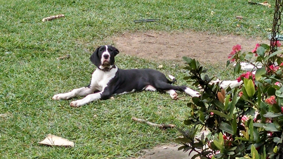 Frida