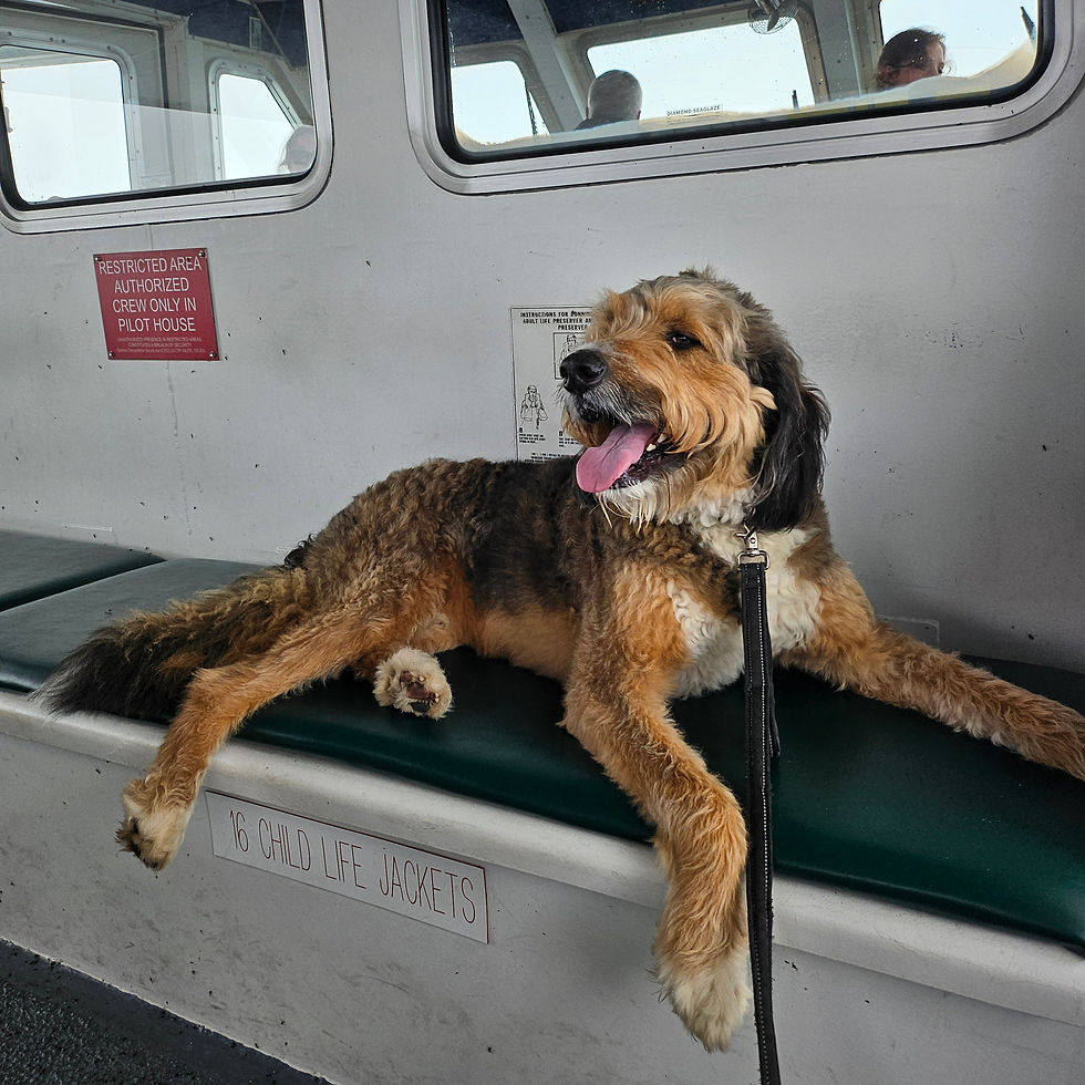 A sable colored Bernedoodle laying on a green bench cushion behind the pilots house on a ferry.