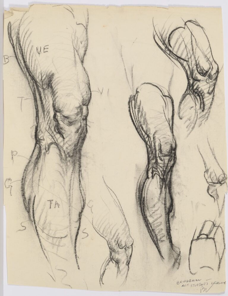 George Bridgman drawing of knees and legs