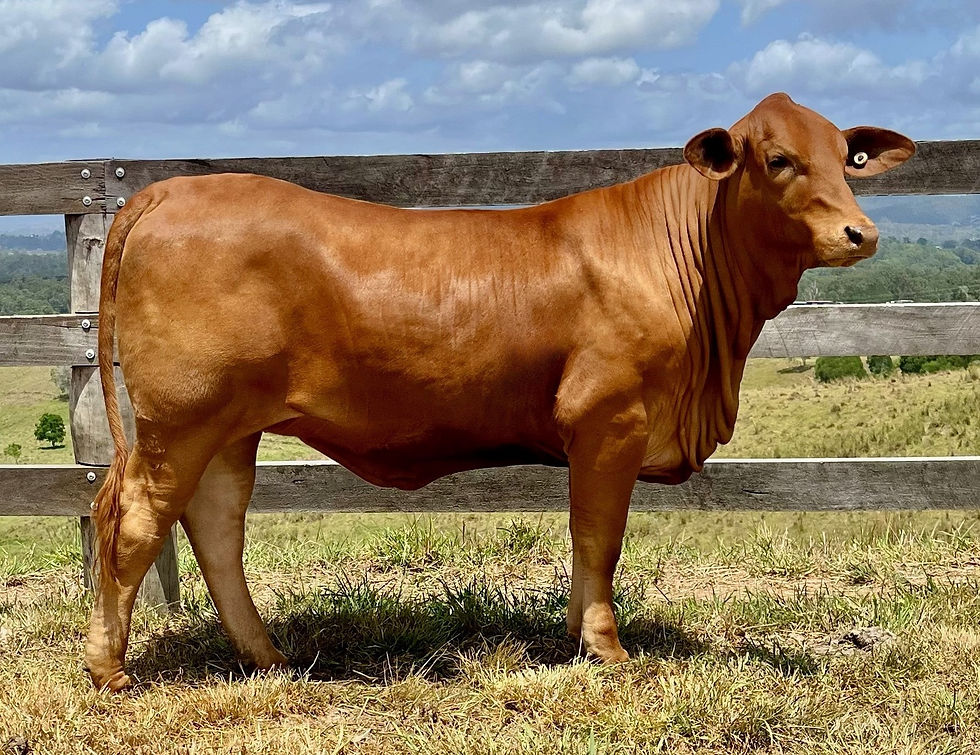 Lot 22 - Rangeview Harper