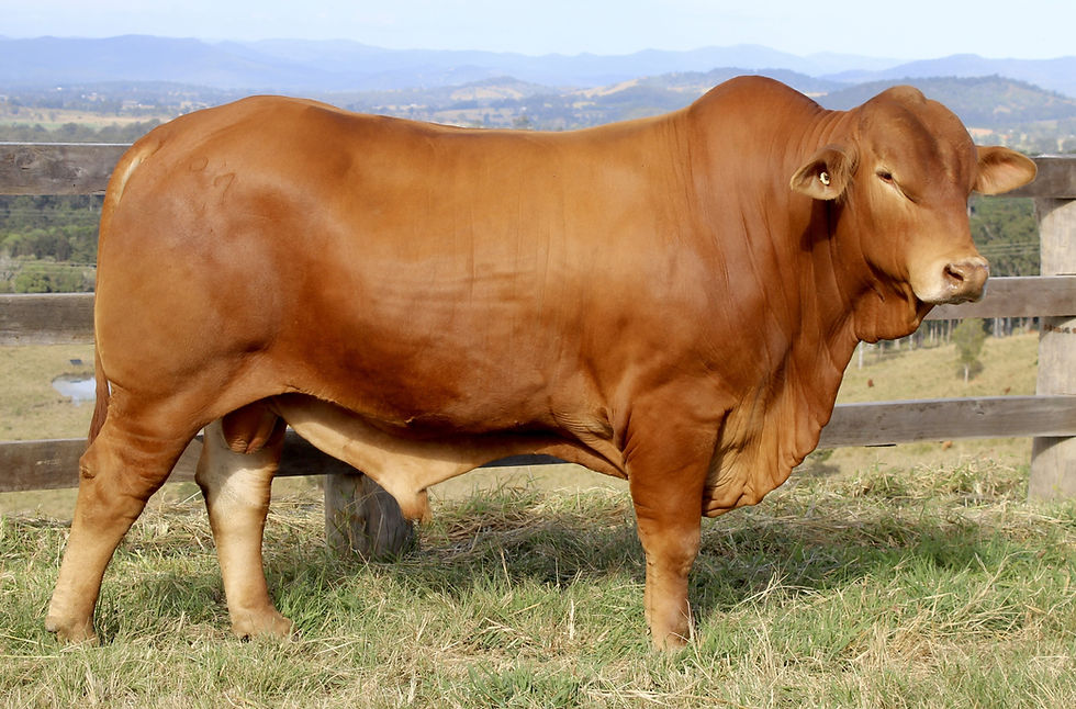 Lot 21 - Rangeview Felon