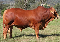 Lot 61 - Dartmoor Genesis (PH) UPDATED.jpeg