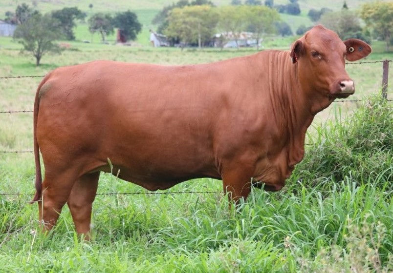 Lot 1 - By-Mingo Xolani