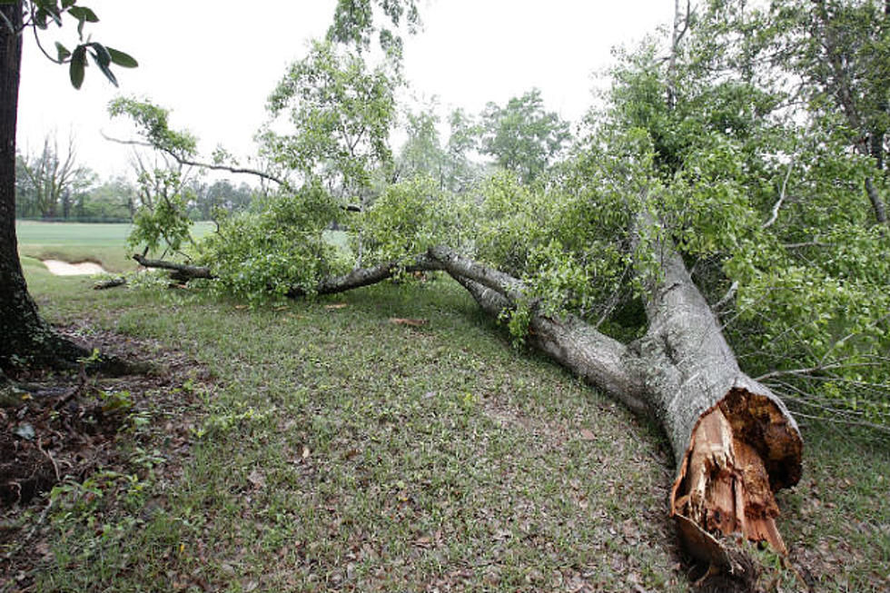 What happens when my neighbor's tree falls into my yard?