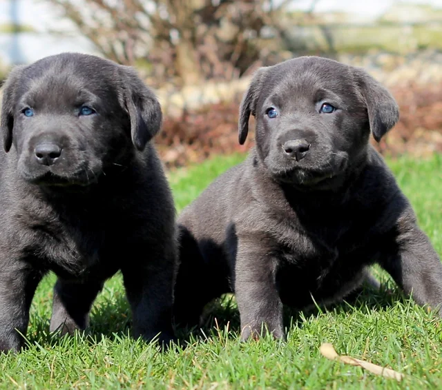 Lab Puppies For Sale Riverside Retrievers Indiana United States Lab Puppies For Sale Riverside Retrievers Indiana United States