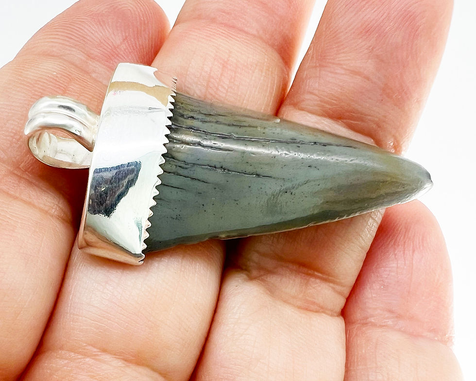 Thumbnail: Sterling Silver Capped Extinct Great White Shark Tooth Pendant