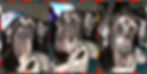 86695078_10216066224463825_4836151935713148928_n