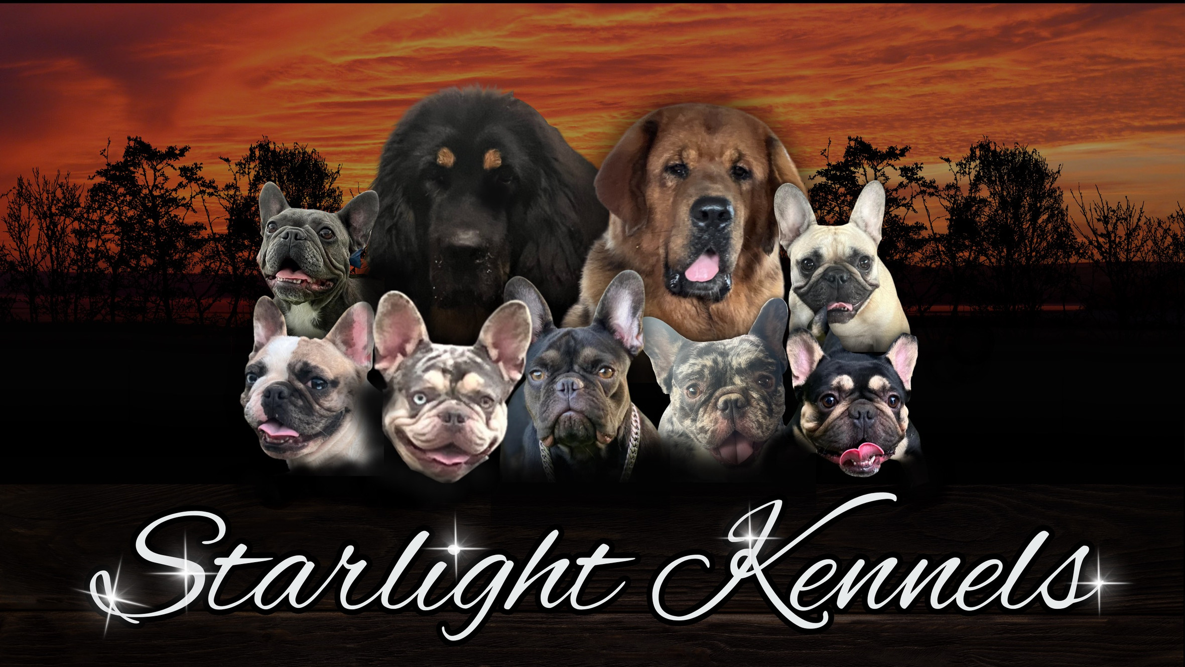 Starlight kennel new arrivals