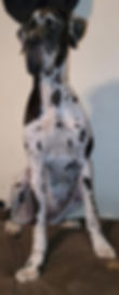 81765898_10215743632319223_6594568759954898944_n