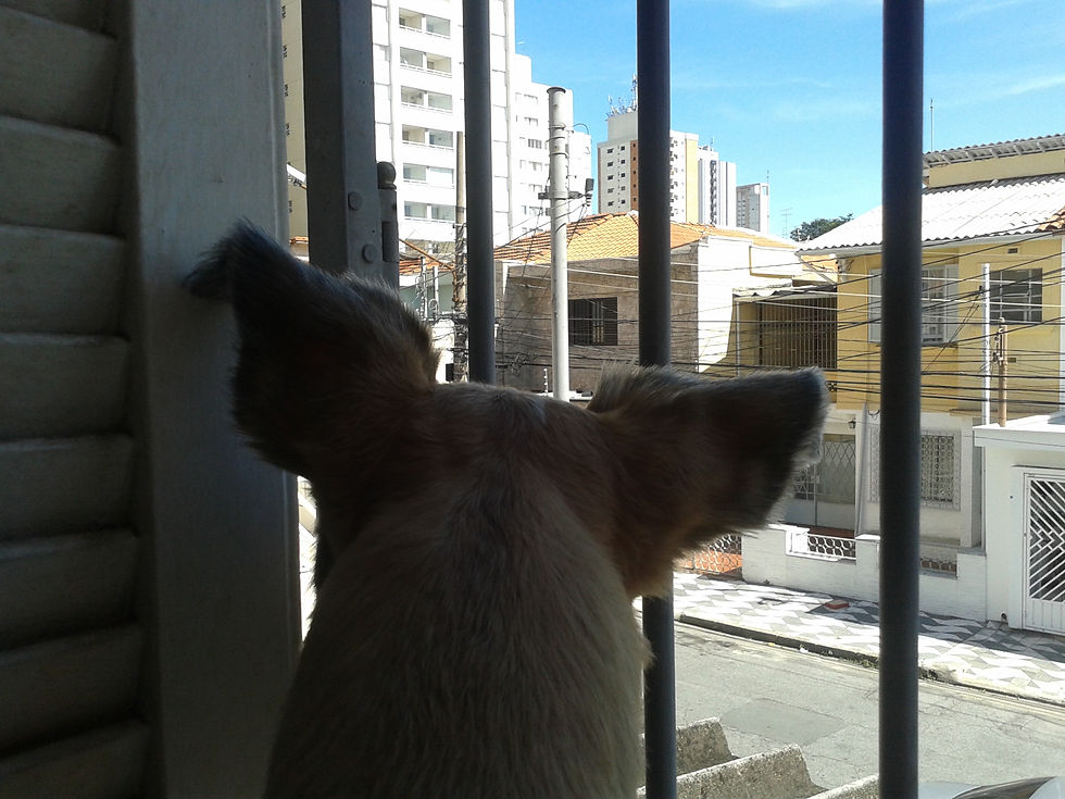 CHARLOTE ADMIRANDO A PAISAGEM