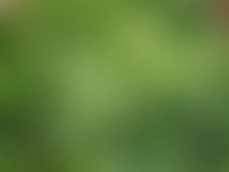 Arruda - Bendito seja