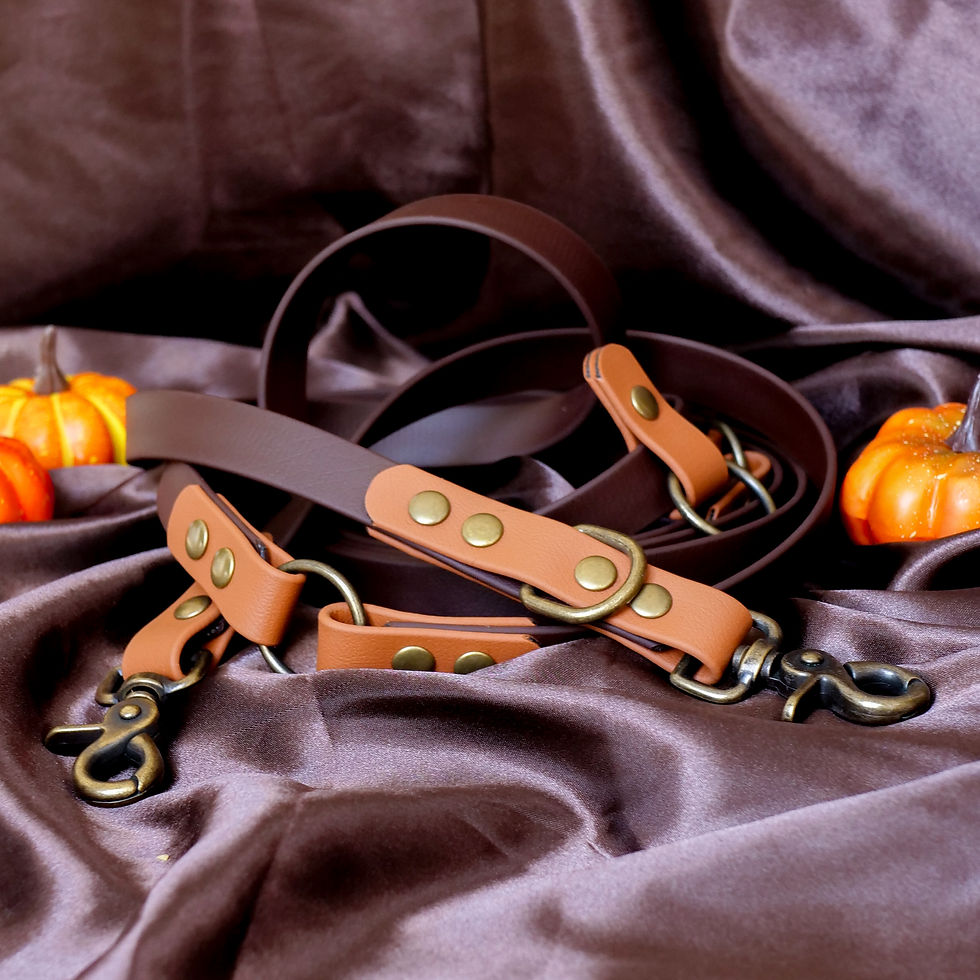 Laisse Cedar - édition spéciale automne