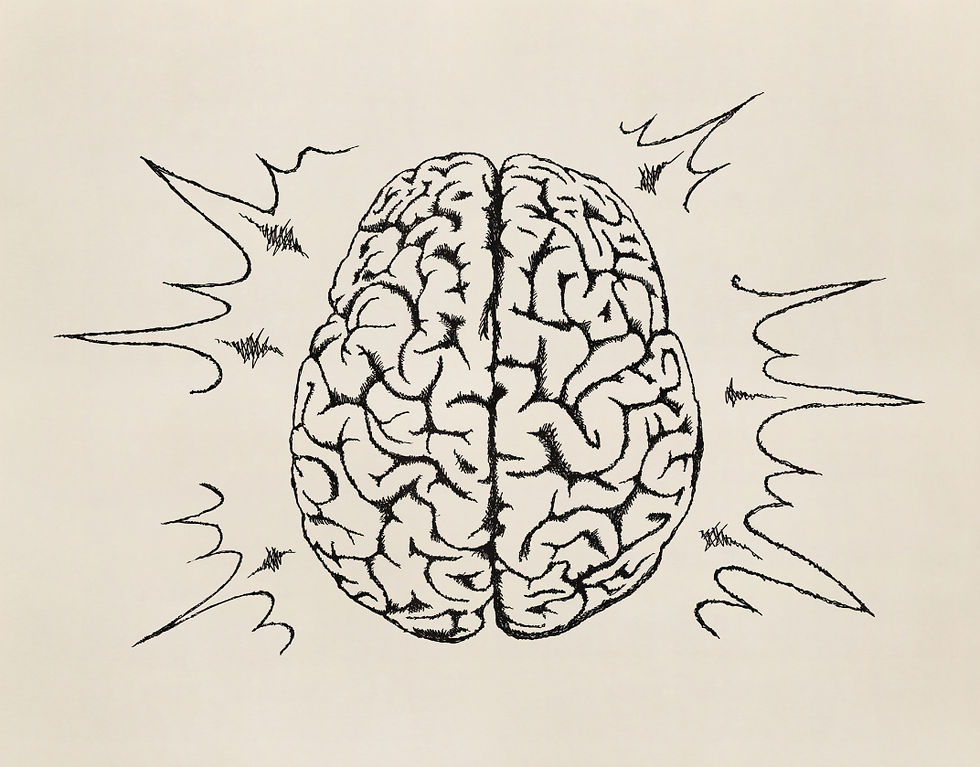 The brain